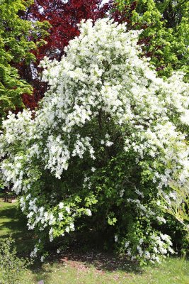 Exochorda racemosa - hroznovec hroznatý - celek v květu